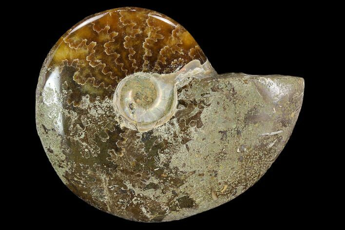 Polished, Agatized Ammonite (Cleoniceras) - Madagascar #119226